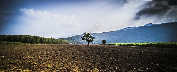在土壤地面的孤树 农业胜过绿色自然 山上美丽的蓝色天空背景 (掌声)图片