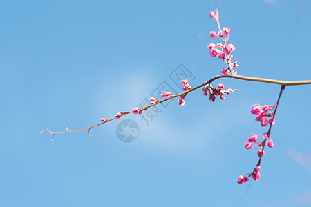 美丽的粉红东方鲜花樱桃花朵 春天的蓝天空与室外植物对抗 抽象的浪漫感觉荒野阳光植物群晴天野花宏观季节蓝色植物学天空图片