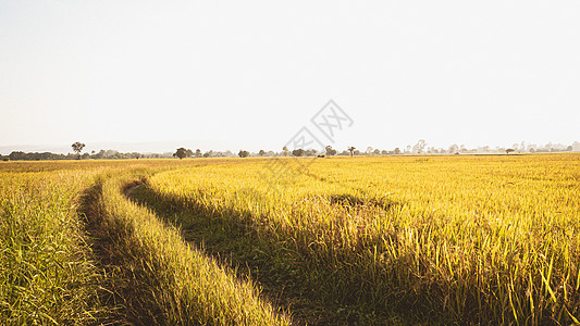 金稻田做好收割的准备 收获农耕种植的黄金田地吧!图片
