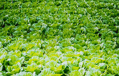 蔬菜农场选择性聚焦菜园有机蔬菜温室生菜产业农业企业健康背景