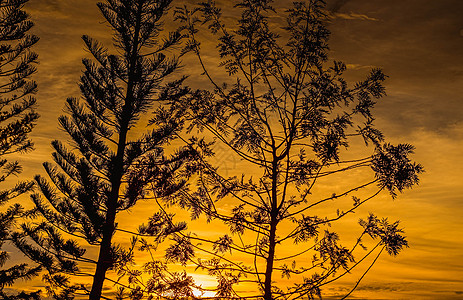 火光日落天长青的银色月光 树上的橙色天空在背景上夕阳日出植物剪影旅行太阳树木橙子松树热带图片
