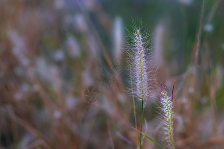 野草花 夏季草地野生花朵盛开的阳光明媚 笑声场地荒野季节野花农村环境橙子晴天太阳生长图片