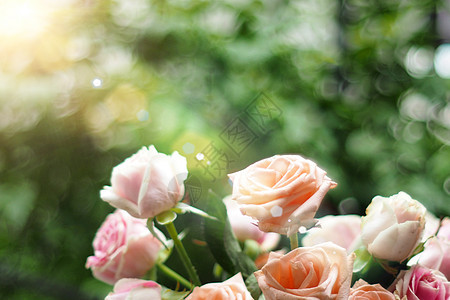 阳光下美丽的柔软焦点 粉红色的花朵玫瑰 模糊的花丛图片