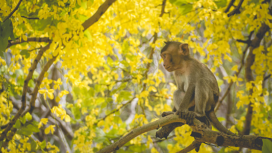 Cassia 瘘管病树枝上的肖像婴儿面具 位于泰国南部的Asia 春天的黄花 幸福背景概念孩子黄金雨黄色毛皮花朵蟹猴长尾动物园家图片