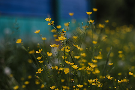 绿草背景的草原上的黄花朵 选择性焦点 模糊的背景 B黄花植物草地花园墙纸植物群荒野生长毛茛树叶图片