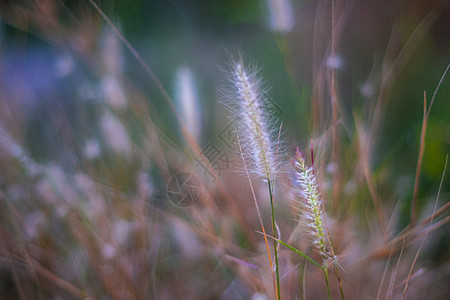 野草花 夏季草地野生花朵盛开的阳光明媚 笑声植物耀斑晴天环境场地季节橙子荒野草原生长图片