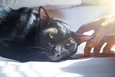 一只可爱的黑猫睡在床上 柔软地抚摸紧握手图片