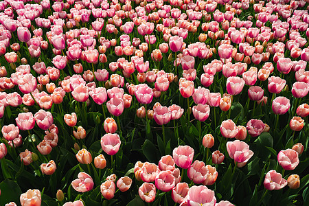 粉红的郁金香花朵开在美丽的花园中叶子绿色花瓣植物场地园艺粉色公园图片
