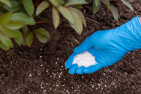 在花丛下施肥的园艺人 用颗粒硝酸硝酸盐对土壤施肥 以更好地种植和开花图片