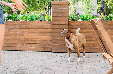 夏天在街上流浪的棕色狗朋友城市白色悲伤饥饿宠物哺乳动物犬类孤独食物图片