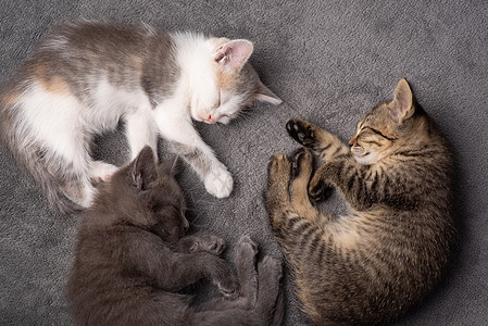 三姐妹和兄弟小猫 睡在一起 灰色的背面图片