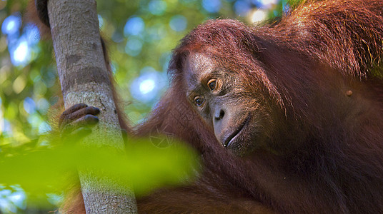 Orangutan 婆罗洲国家公园动物学多样性猩猩环境热带雨林濒危动物群生态旅游生态野生动物图片