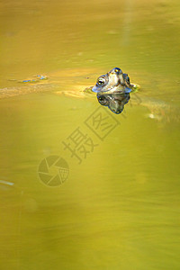 西班牙Monfrage国家公园地中海池龟脊椎动物动物群生物温泉历史动物生态野生动物荒野保护区图片