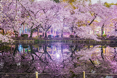 公园的夜樱花花木头樱花树木水面景点风格花瓣文化旅游情感图片