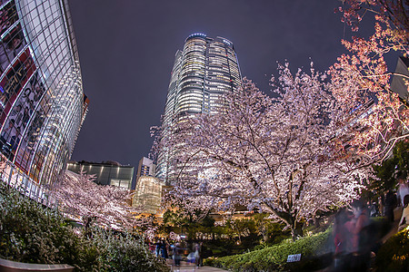 重花园夜樱花花和罗蓬吉山机构港区夜景庭园木头摩天大楼城市花园樱花建筑图片