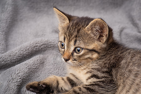 小条纹小猫 躺在灰色背景上图片