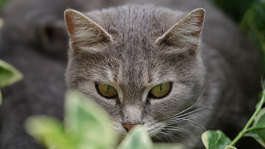 街头草地捕食灰猫公园毛皮眼睛后院浣熊花园猫咪动物猫科闲暇图片