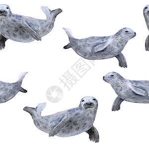 手绘水彩无缝图案与密封 海海洋海洋动物 航海水下濒危哺乳动物物种 用于织物托儿所装饰的蓝灰色插图 海底印花图片