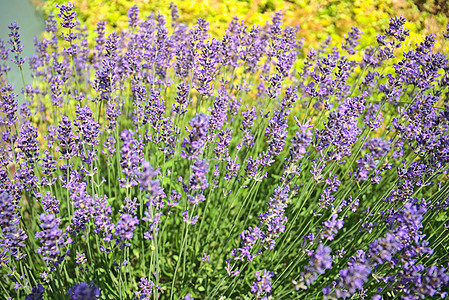 花朵中的青紫寄生虫工厂文库背景图片
