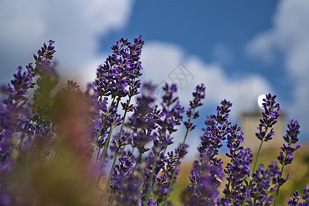 花朵中的青紫工厂寄生虫文库图片