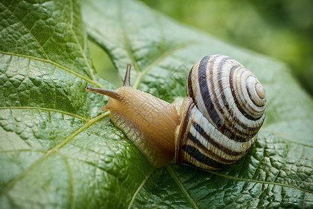 绿叶上的蜗牛近视生活害虫野生动物软体蜗牛植物鼻涕虫宏观植物群粘液图片