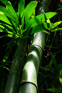 竹树和叶子-自然森林图片