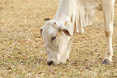 牛在巴西乡村的农场牧场吃草奶制品场地奶牛农村农田经济生产牛奶家畜野生动物图片