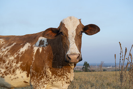 日落时 紧贴着美丽的棕色和白色斑点的荷兰奶牛(荷尔斯坦弗里斯安)图片