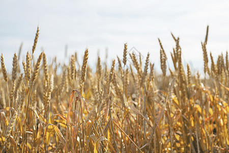 在阳光明媚的夏日 田地里有黄色成熟的小麦耳朵稻草土地种子大麦粮食农场玉米农业蓝色国家图片