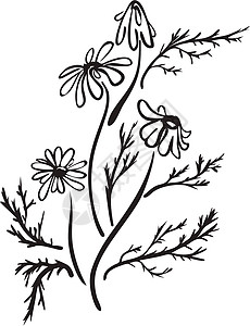 手工绘制的camemile 花朵 Sletch 文样样式 设计模板 矢量插图药品国家艺术花瓣草本植物洋甘菊草图墨水雏菊花园图片