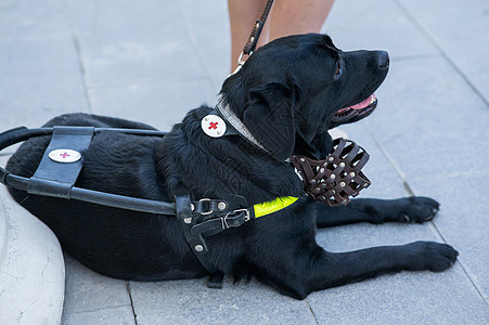 黑人拉布拉多人当盲女的导盲犬猎犬家庭女性城市援助友谊路面街道服务行动图片