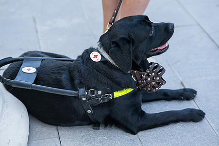 黑人拉布拉多人当盲女的导盲犬猎犬家庭女性城市援助友谊路面街道服务行动背景图片