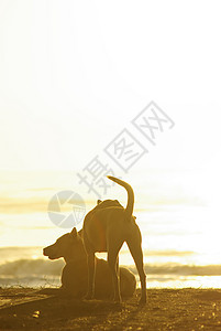 沙滩上一只狗的休眠和海面日落反光的金光照犬类宠物海洋海岸橙子动物哺乳动物海滩金子说谎图片