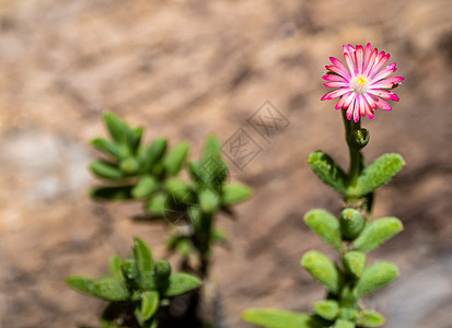 花园中冰植物的紫色粉红色花精子冰厂季节环境园艺结晶体粉色杂草花瓣植物群背景图片