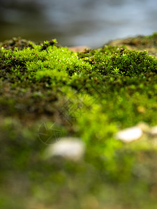 在潮湿的地面上生长的新鲜绿苔草 位于水源旁热带绿色闷热环境晴天季节花园石头藻类森林图片