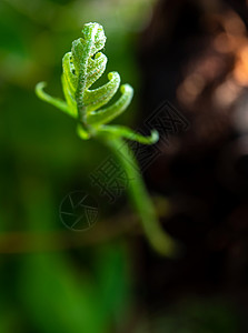 天然背景的奥克Leaf森林近距离新鲜绿叶生命植物学热带树叶植物群阳光水龙草自然植物环境图片