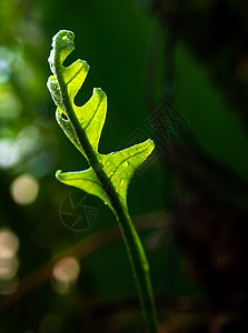 天然背景的奥克Leaf森林近距离新鲜绿叶蕨叶树叶水龙草生命叶子生长花园生态植物群热带图片