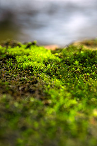 闷热潮湿在潮湿的地面上生长的新鲜绿苔草 位于水源旁石头森林闷热季节公园晴天环境绿色热带阳光背景