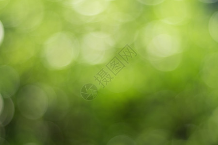 金色阳光下天然户外裸露背景 绿色和黄色调子 模糊灯光和叶底布料 以及bokeh植物季节森林花园白色绿色植物气泡圆形植物群太阳图片