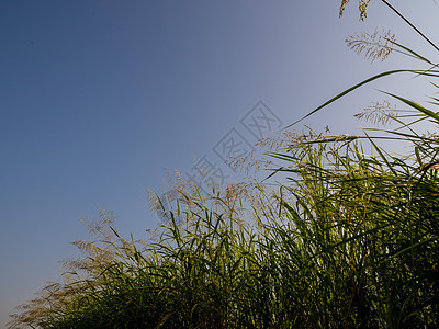 在明亮的阳光下花朵 在蓝天空中飞翔的乌云中花朵芦苇蓝色天空日出黄色太阳橙子杂草图片