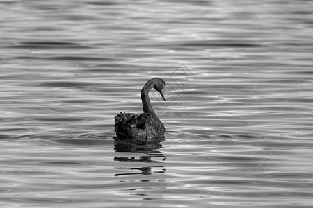 黑天鹅在蓝水中游泳图片