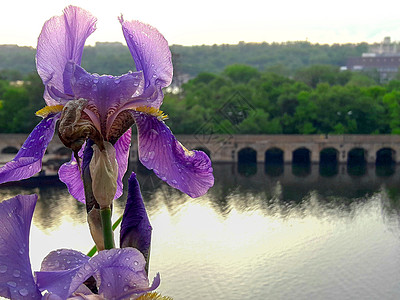 河底的紫色iris图片