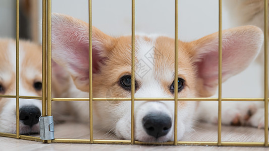 笼子里的Welsh Corgi小狗近距离肖像宠物朋友们狗窝安全开襟衫家庭说谎盒子栅栏公寓图片