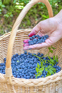 浆果季节 在篮子里的成熟蓝莓 在成熟期在森林中寻找和采集蓝莓的过程 手把收获的蓝莓倒进篮子里收成森林荒野覆盆子绿色树木蓝色农业水图片