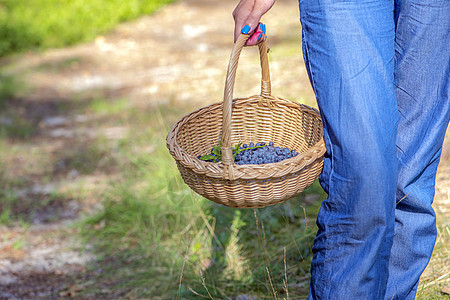 浆果季节 在森林里采集蓝莓 一个女人提着一个装着蓝莓的篮子穿过森林 寻找和收集蓝莓的过程食物采摘收成蓝色散步覆盆子水果树木女士荒图片