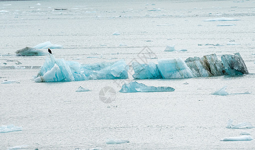 浮在海湾中的哈勃冰川冰雪蓝色远景旅行风景巡航探索峡湾环境假期海洋图片