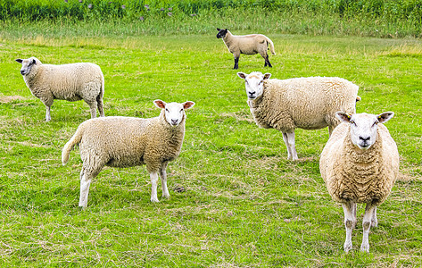 德国下萨克森州摩尔兰绿草原上的羊牧草天气国家动物农业羊毛人群家畜农田牧场变化图片