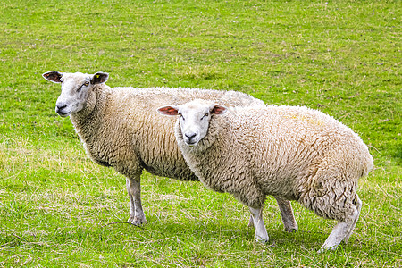 德国下萨克森州摩尔兰绿草原上的羊牧草动物国家天空变化农田农业人群天气羊毛哺乳动物图片