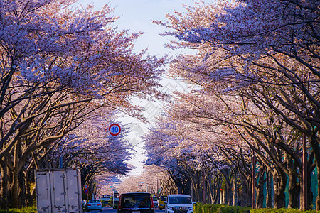 秋福鲜花的樱花树图片