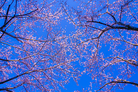 盛开的樱花花和美好天气的蓝天廉价机场植物粉色好天气花瓣天空晴天叶子背景图片